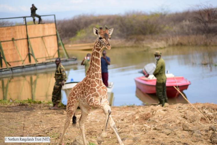 FivemonthsoldlittleNoellagettingofthebargeonthemainlandofRukoCommunityConservanyBaringoKenya3 ink FivemonthsoldlittleNoellagettingofthebargeonthemainlandofRukoCommunityConservanyBaringoKenya3 ink