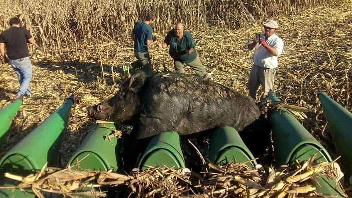 Jabali en maquina agricola Jabali de 270 kilos quedo atrapado en una maquina agricola