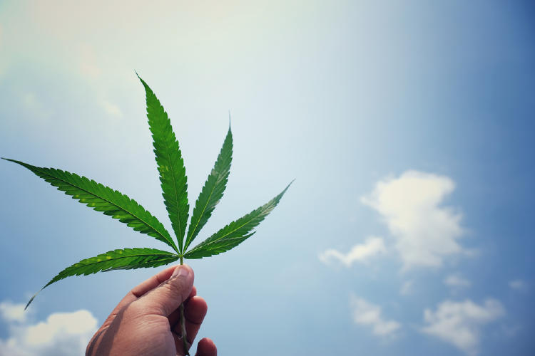La planta Cannabis Sativa, tradición milenaria La planta Cannabis Sativa, tradición milenaria