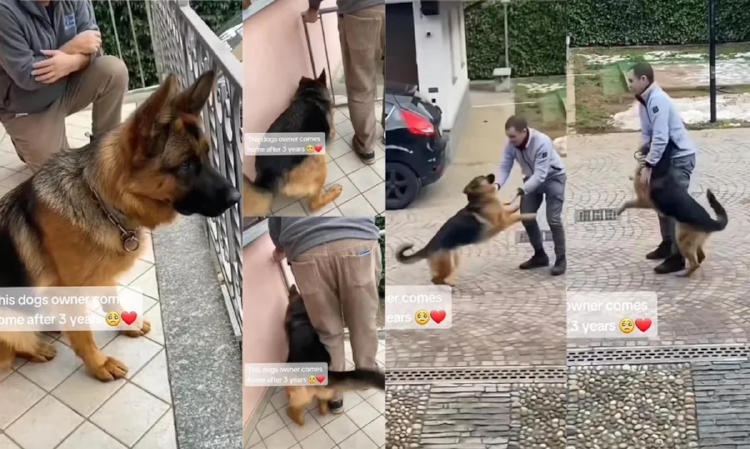 perro dueño2 perro dueño2