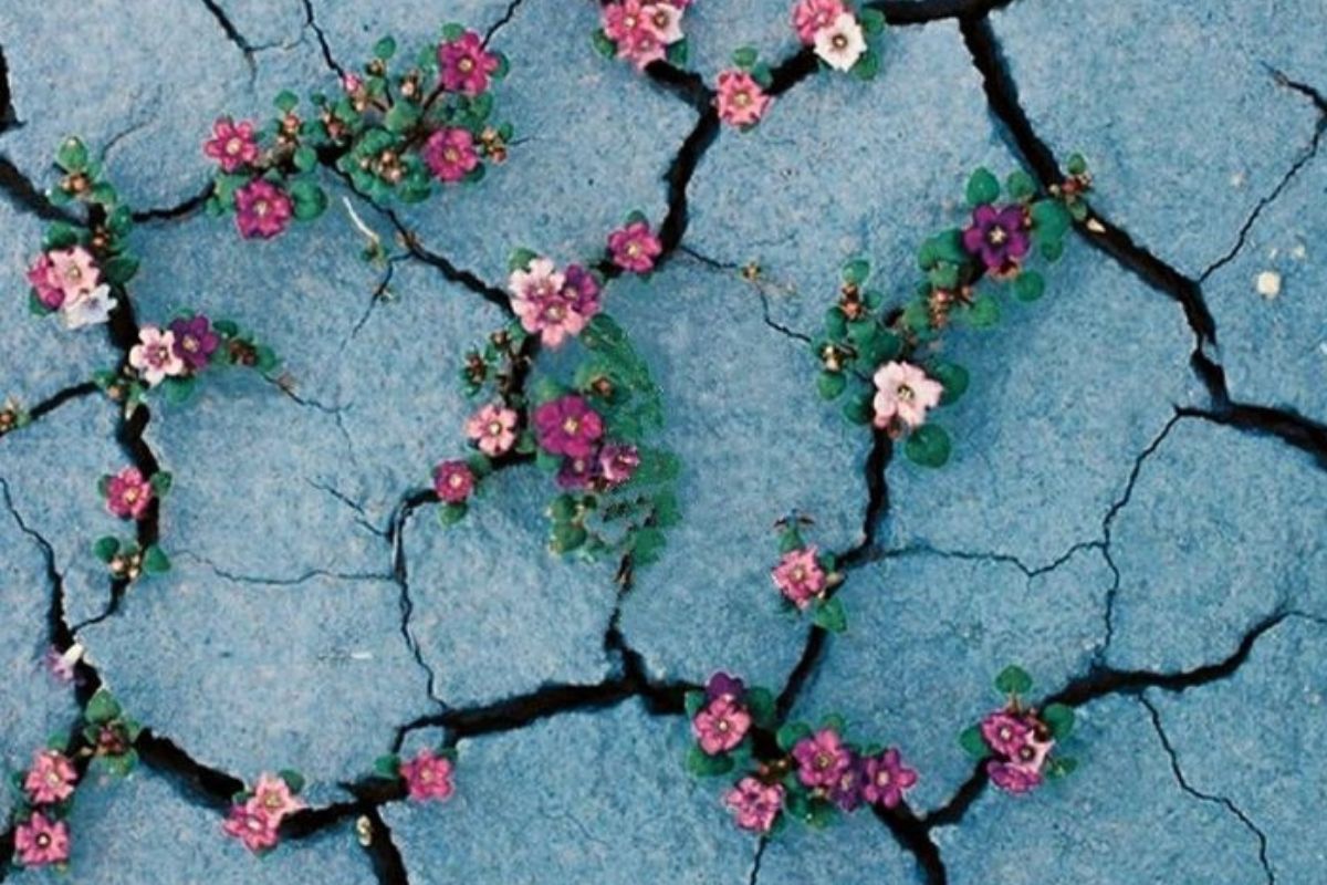 suelo flores La ONU propone que el Día Internacional de la Esperanza sea una jornada de reflexión, acción y diálogo. (PINTEREST)