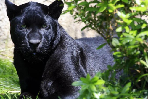 pantera negra Se sospecha que una pantera anda suelta por Bulgaria.© MATT ROURKE/AP2006