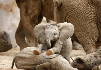 Elefantes: datos curiosos sobre los animales