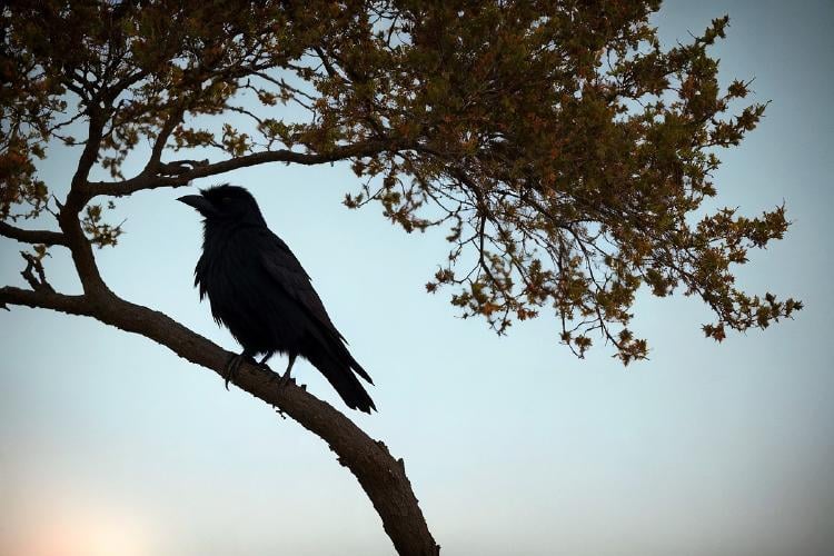 Animales diurnos Animales diurnos