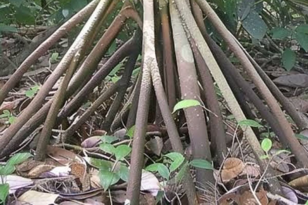 Descubrí la palmera que camina: un fenómeno natural que parece magia. (Imagen: Pinterest)
