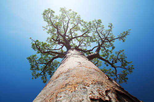 Madagascar plantará 60 millones de árboles para recuperar sus bosques