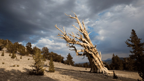 árbol matusalén árbol matusalén