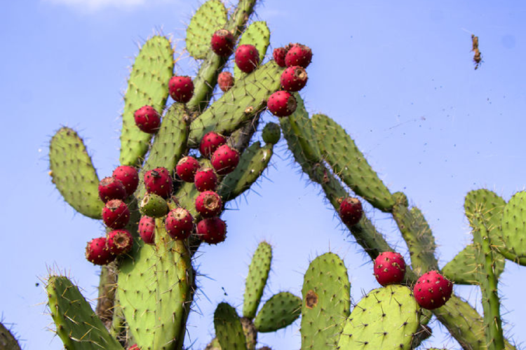 nopal Imagen: Pinterest