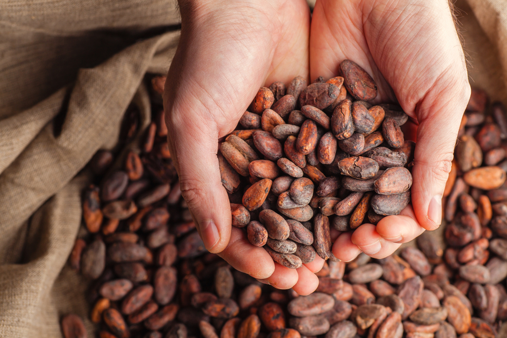 manos sostienen frutos del arbol de cacao