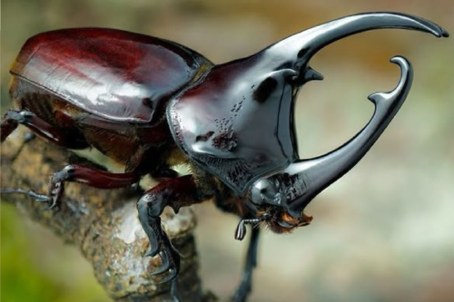 escarabajo rinoceronte Este insecto invasor está devastando las palmeras de coco y pone en jaque a uno de los ecosistemas más emblemáticos del Pacífico. Su avance ya genera pérdidas económicas y alarma ambiental. (Imagen: Pinterest)