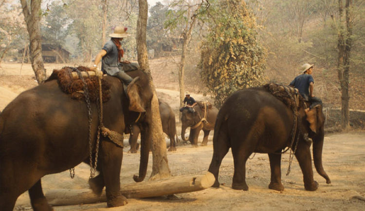 elefante asiático2 elefante asiático2