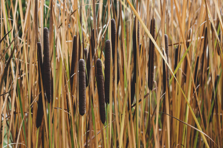 typha senegal