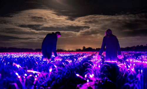 Campos de cultivo luminiscentes: una alternativa sustentable a los pesticidas