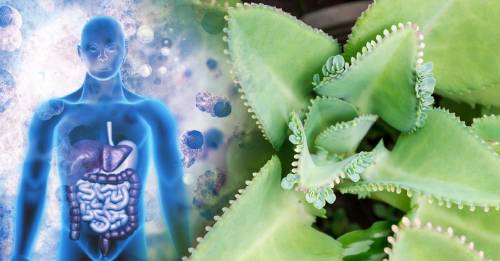 Planta de fácil crecimiento con poder anti cáncer y para tratar tumores