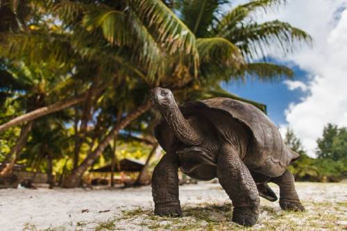 Estos animales de Sudamérica se enfrentan a la extinción por nuestra culpa