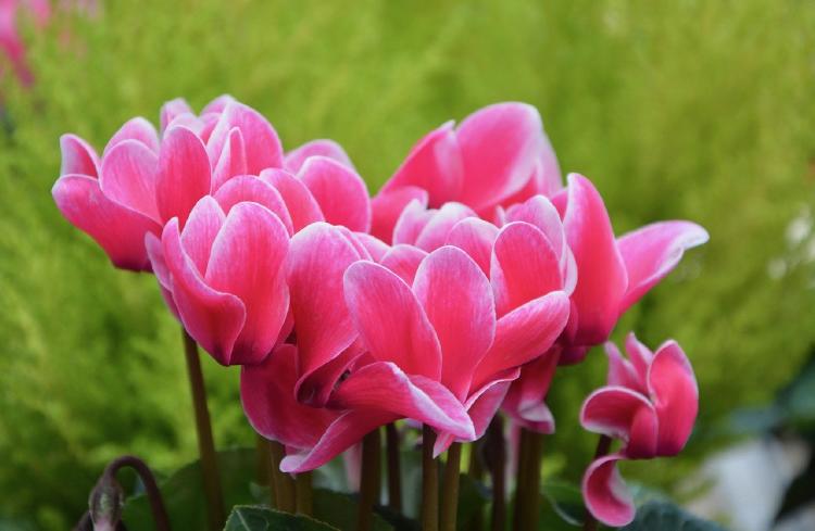 Violet of the alps also found under the name of Cyclamen.