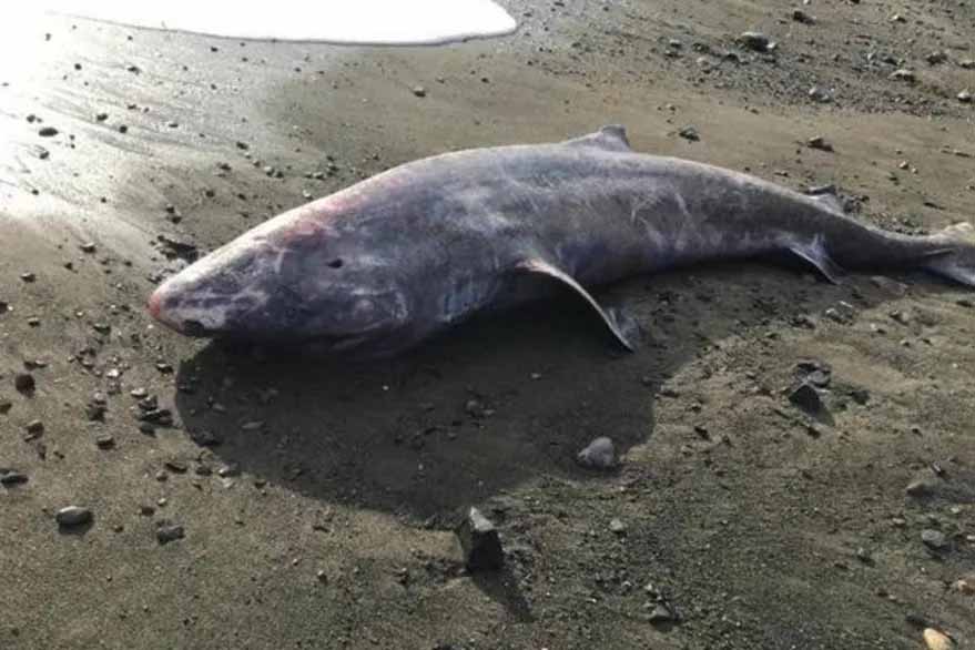 tiburon 500 años tiburon 500 años