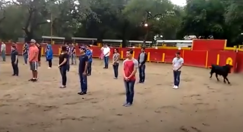 TORO VIRAL TORO VIRAL