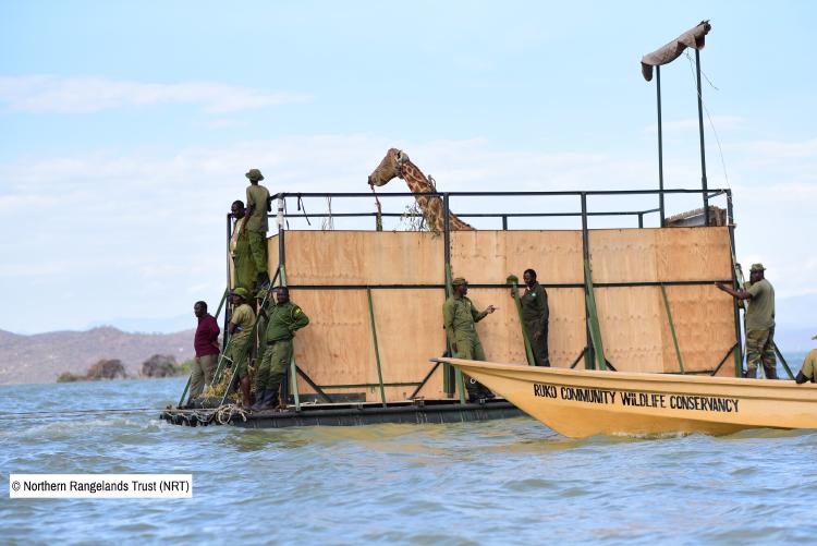 jirafas de isla en kenia