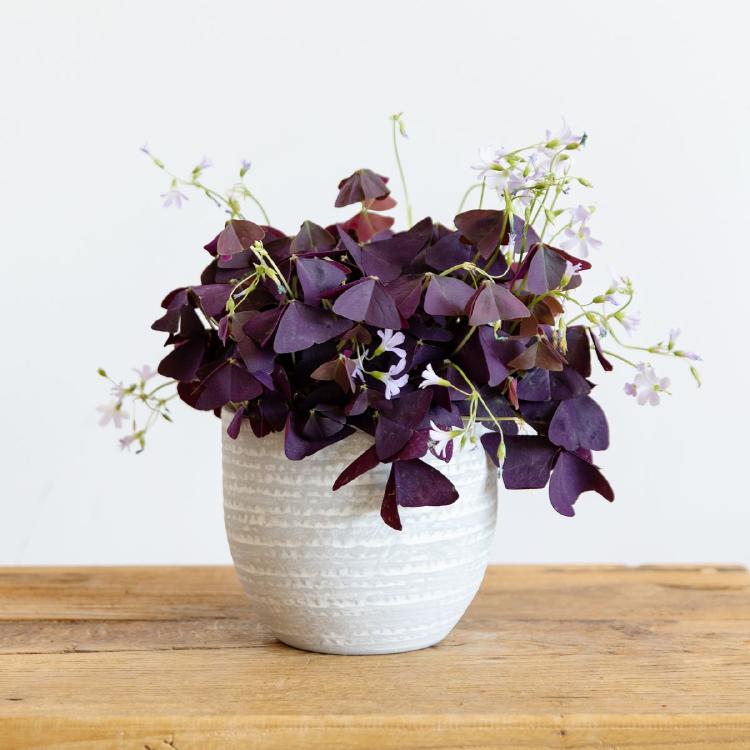 BULBOS DE OXALIS BULBOS DE OXALIS