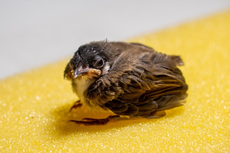 polluelo AdobeStock_618409870 polluelo AdobeStock_618409870
