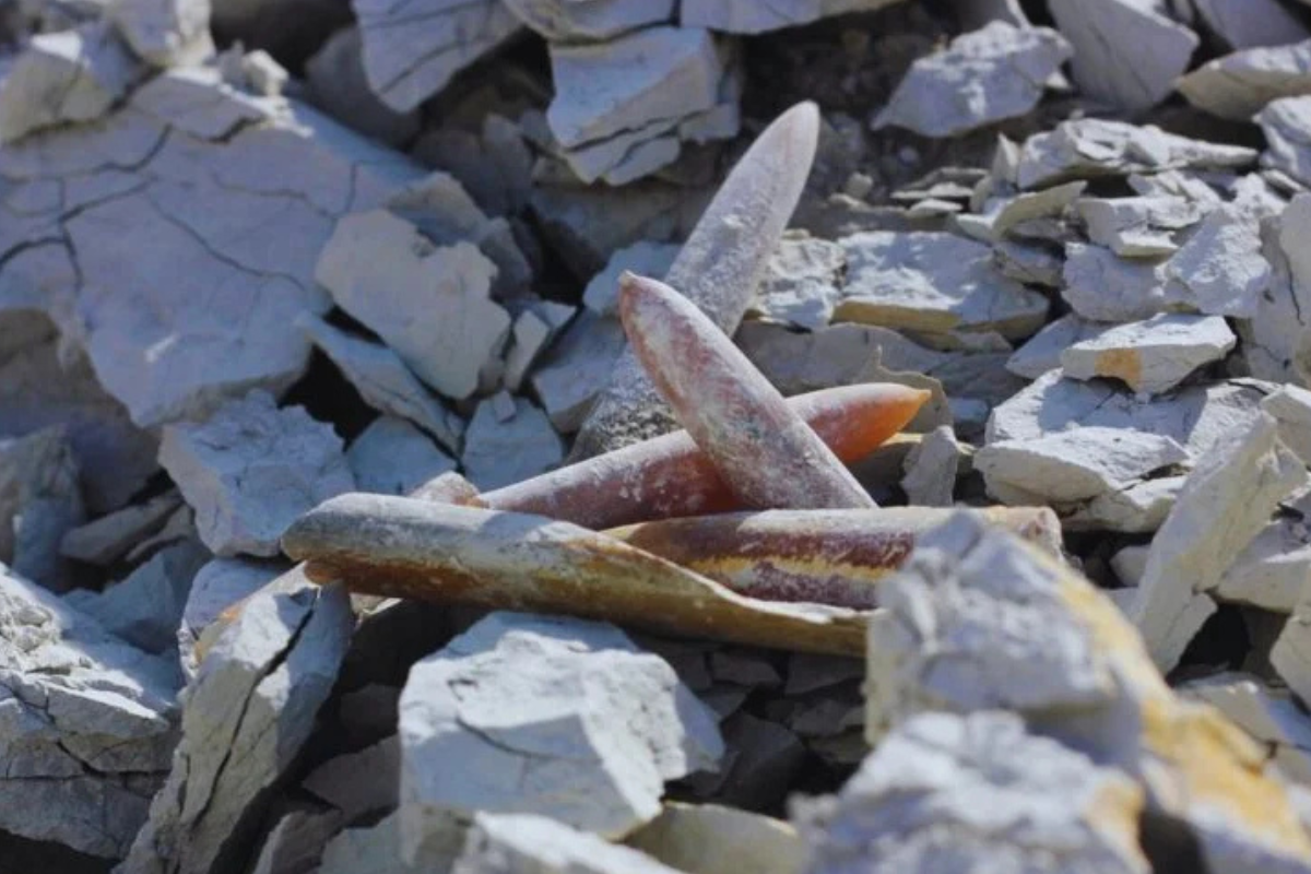 © Pixabay AgentRed.