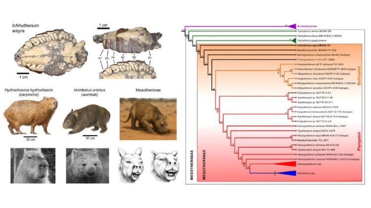 especie.png Este animal vivió hace aproximadamente 18 millones de años y se relaciona con los mesoterinos, un grupo extinto de mamíferos herbívoros sudamericanos (INSUGEO/ CONICET)