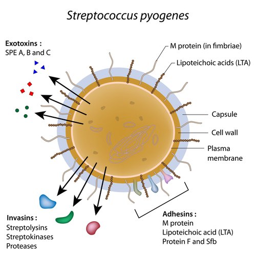 streptococcus pyogenes
