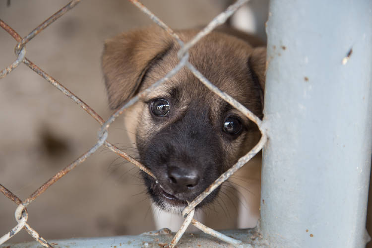 perros jaula crueldad animal