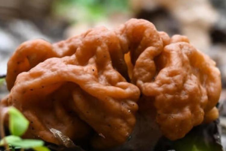 MORILLA falsa morilla, podría estar relacionado con un número inusualmente alto de casos de esclerosis lateral amiotrófica. (PINTEREST)