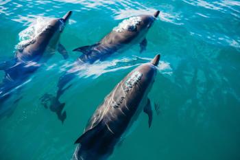 Delfines nadando Delfines nadando en el mar