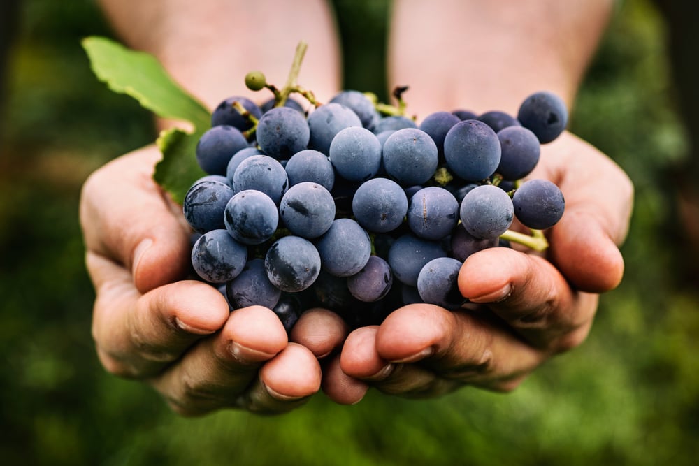 uvas Paso a paso: ¿Cómo puedes cultivar uvas en tu casa?