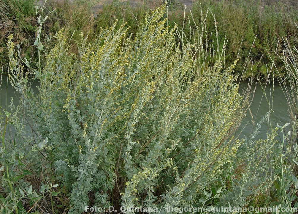 Artemisia absinthium Foto Quintana (1) Artemisia absinthium Foto Quintana (1)