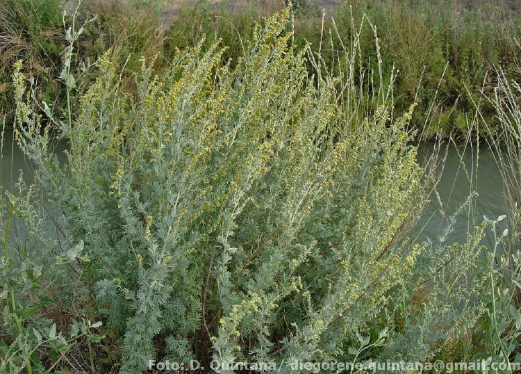 Artemisia absinthium Foto Quintana (1)