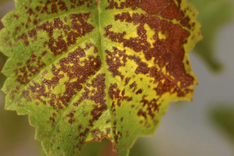 plantas ozono plantas ozono