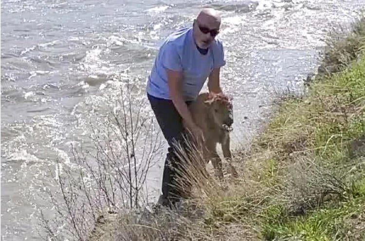 cria bisonte2 cria bisonte2