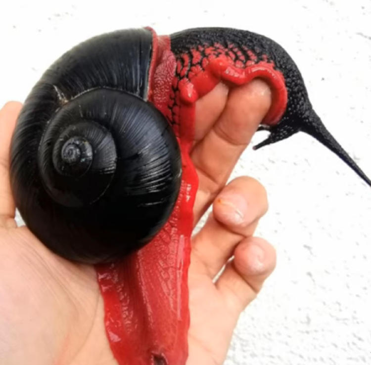 caracol volcánico