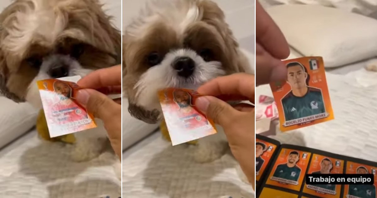 Perrito pega figuritas de Qatar 2022 Perrito pega figuritas de Qatar 2022