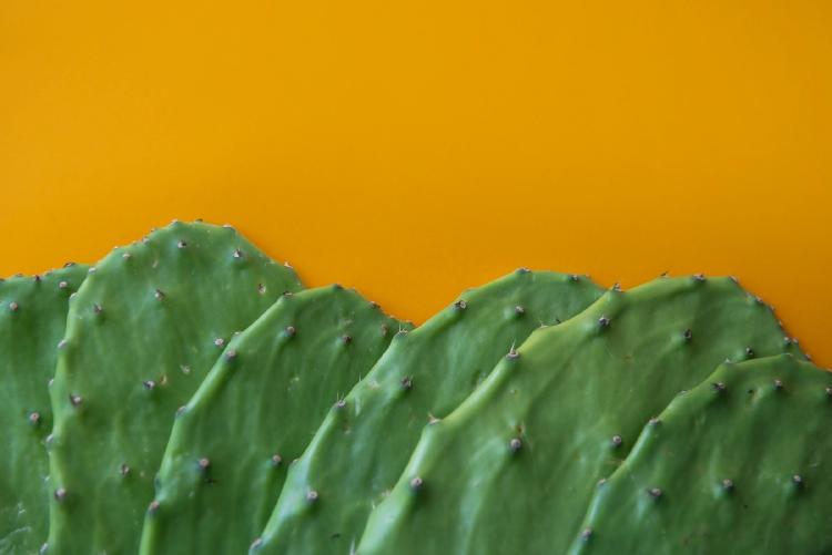 Nopal