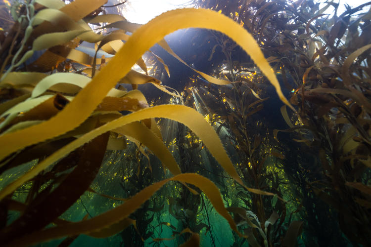 Macroalgas en Expedición Península Mitre Macroalgas en Expedición Península Mitre