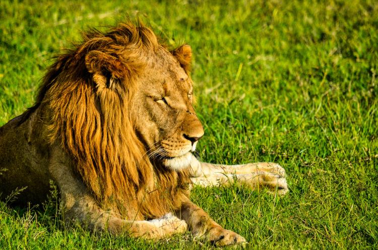 ¿Qué significa soñar con animales? ¿Qué significa soñar con animales?