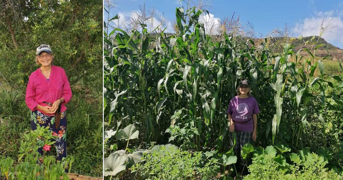 Anciana cultivos autosuficientes Anciana cultivos autosuficientes