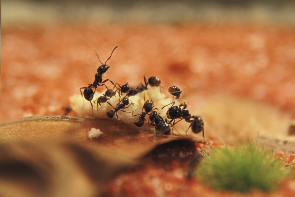 hormigas en la cocina