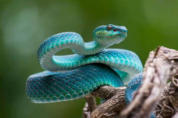serpiente azul Serpiente azul