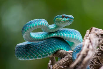 Serpiente azul