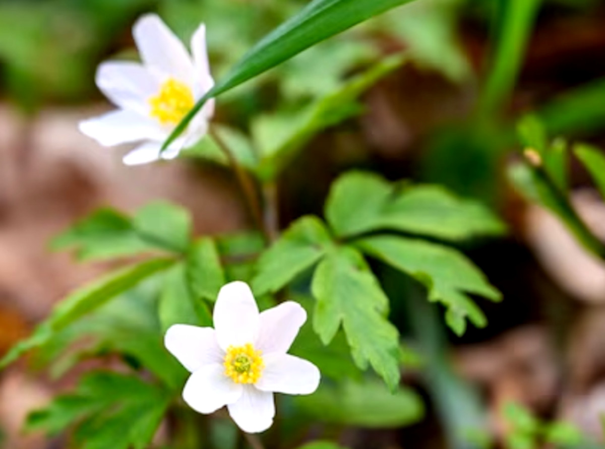 malvavisco malvavisco