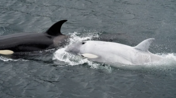 orca blanca