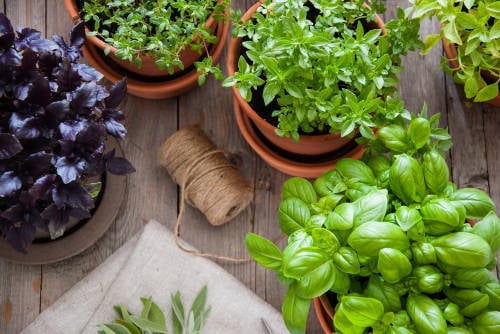 huerto en casa huerto en casa