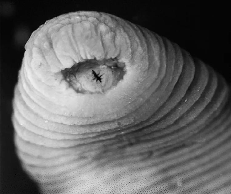 sanguijjuela t rex sanguijjuela t rex