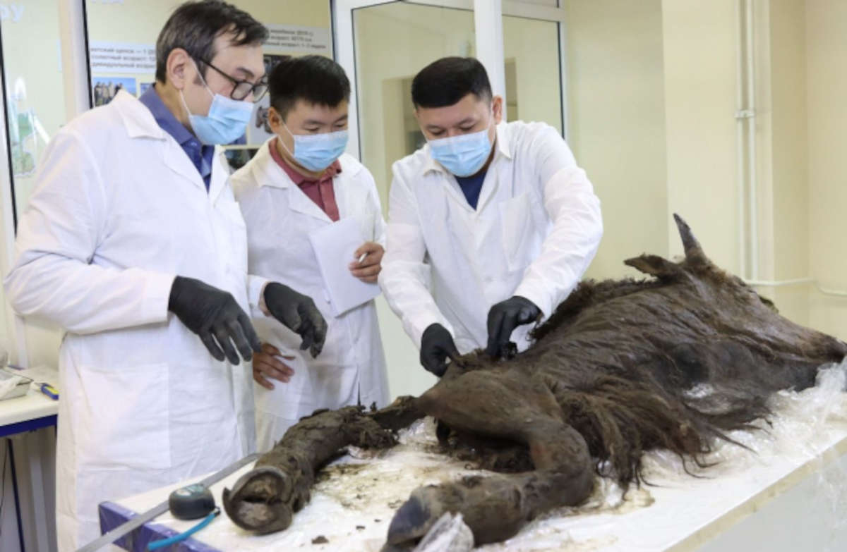 prehistórico conservado prehistórico conservado